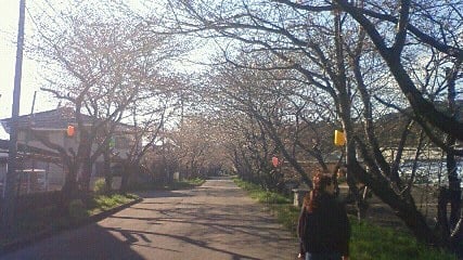 岩脇公園の桜状況